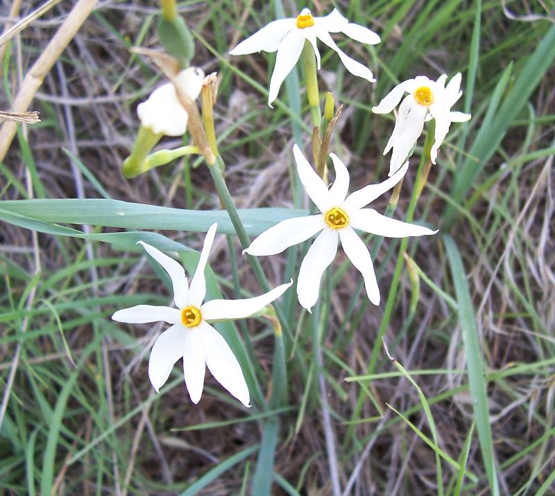 Narcissus serotinus / Narciso autunnale