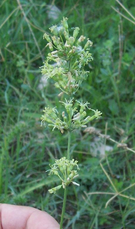 Silene otites / Silene otite