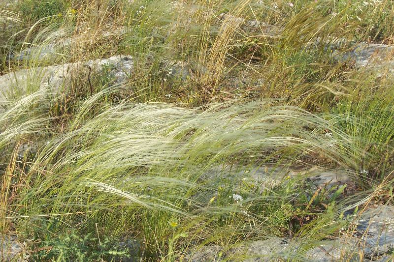 Stipa austroitalica /Lino delle fate piumoso