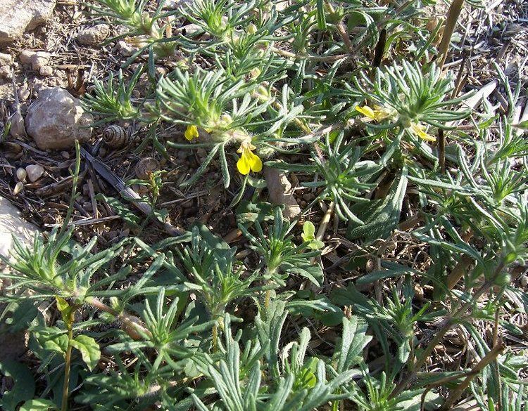 Ajuga chamaepitys / Iva artritica, Camepizio