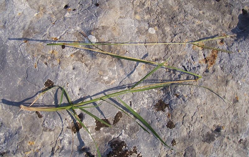 Andropogon distachyos / Barbone a due spighe
