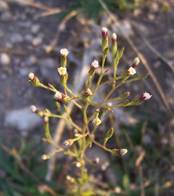 Symphyotrichum squamatum (=Aster squamatum) / Astro autunnale