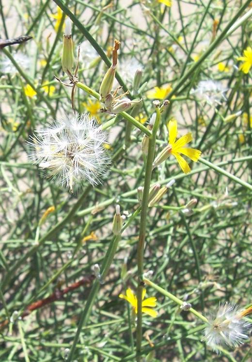 Chondrilla juncea / Lattugaccio comune