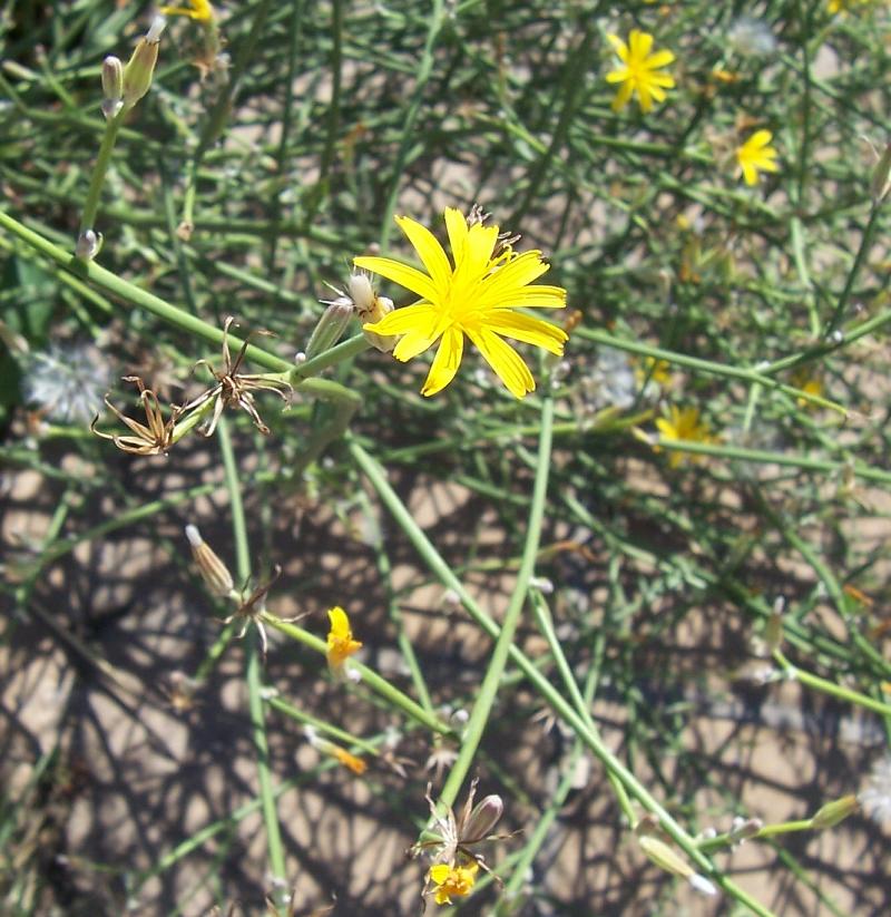 Chondrilla juncea / Lattugaccio comune