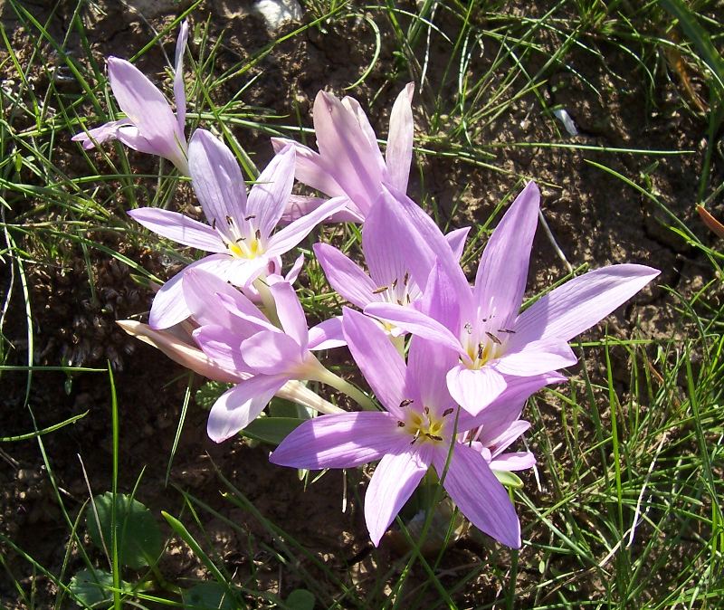 Colchicum cupanii