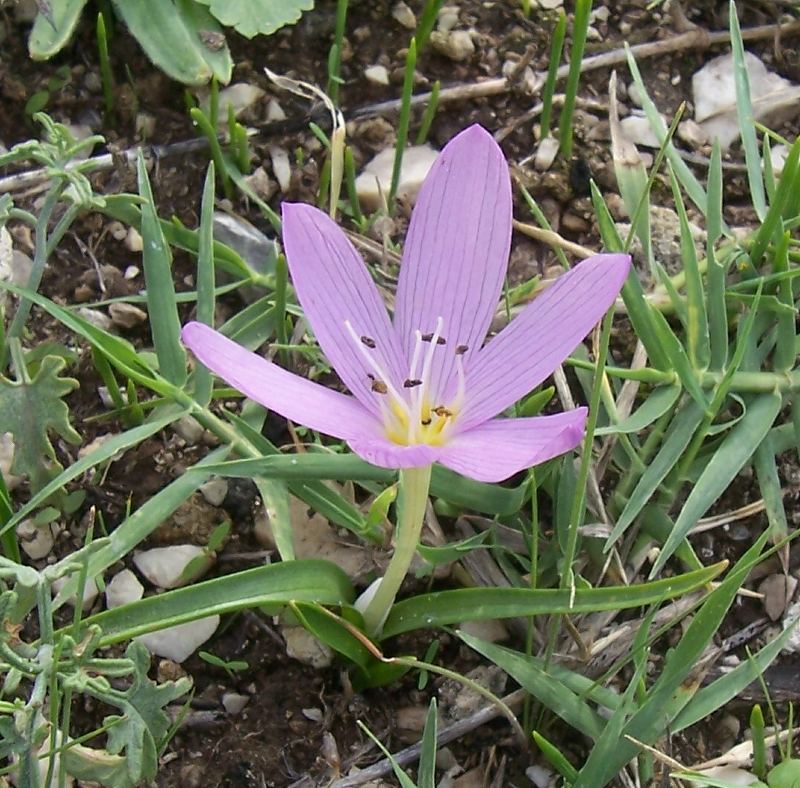 Colchicum cupanii