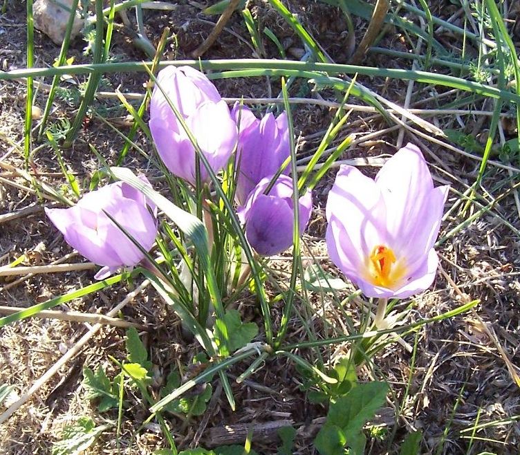 Crocus thomasii / Zafferano di Thomas