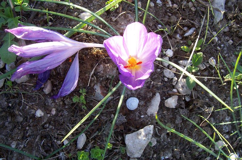 Crocus thomasii / Zafferano di Thomas