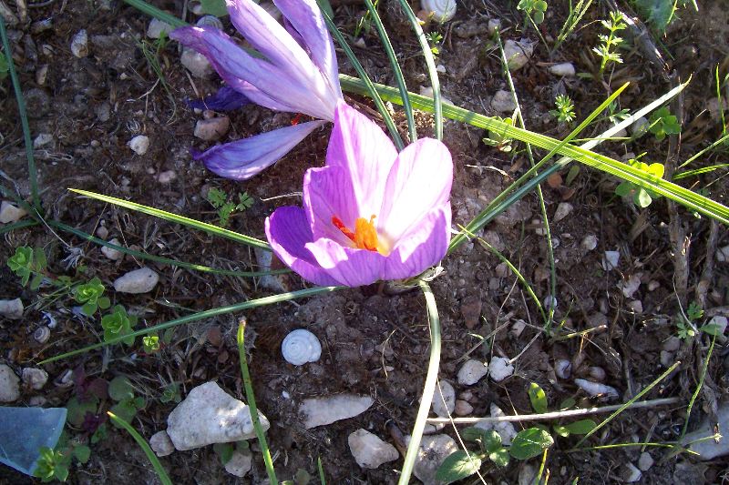 Crocus thomasii / Zafferano di Thomas