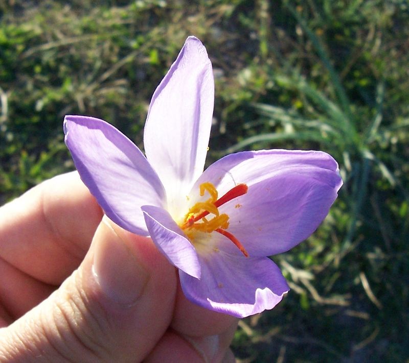 Crocus thomasii / Zafferano di Thomas