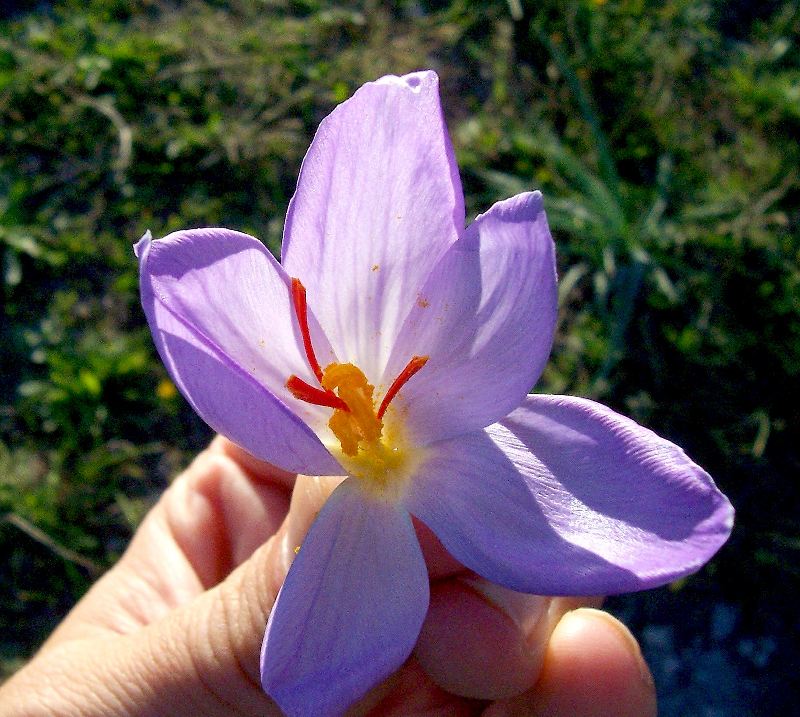 Crocus thomasii / Zafferano di Thomas