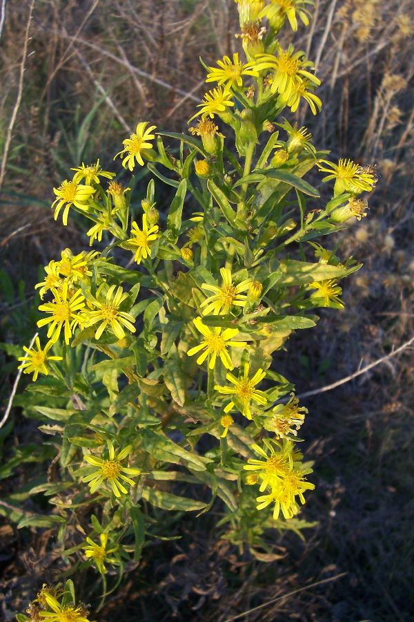 Inula viscosa / Enula cepittoni