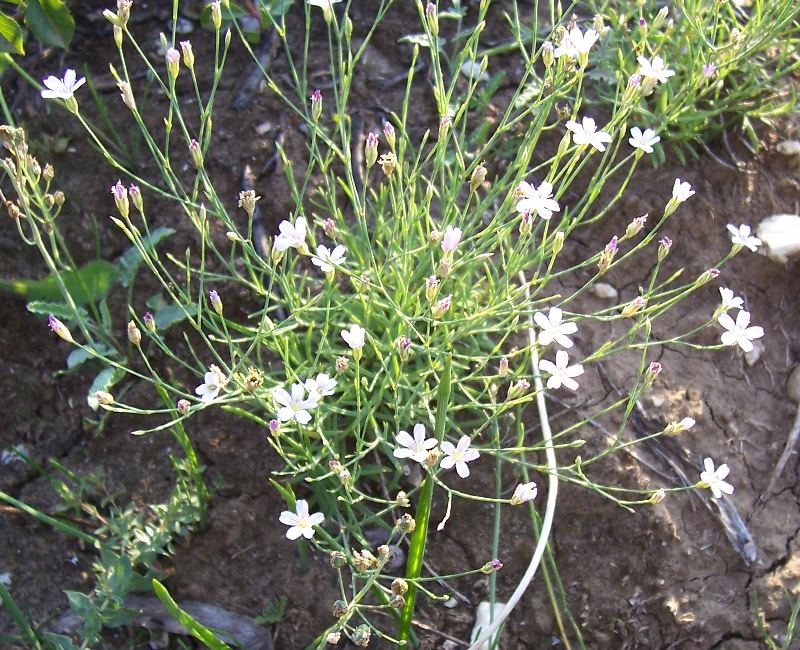 Petrorhagia saxifraga / Garofanina spaccasassi
