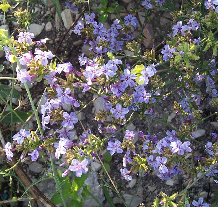 Plumbago europaea / Caprinella