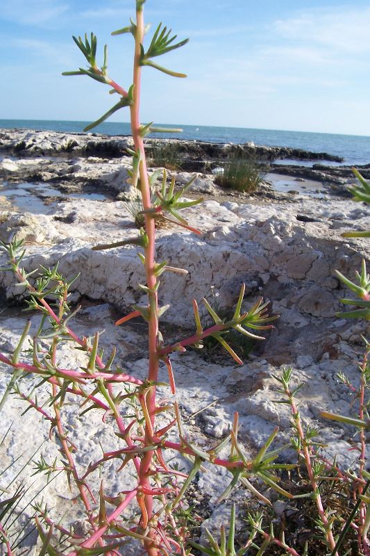 Salsola soda