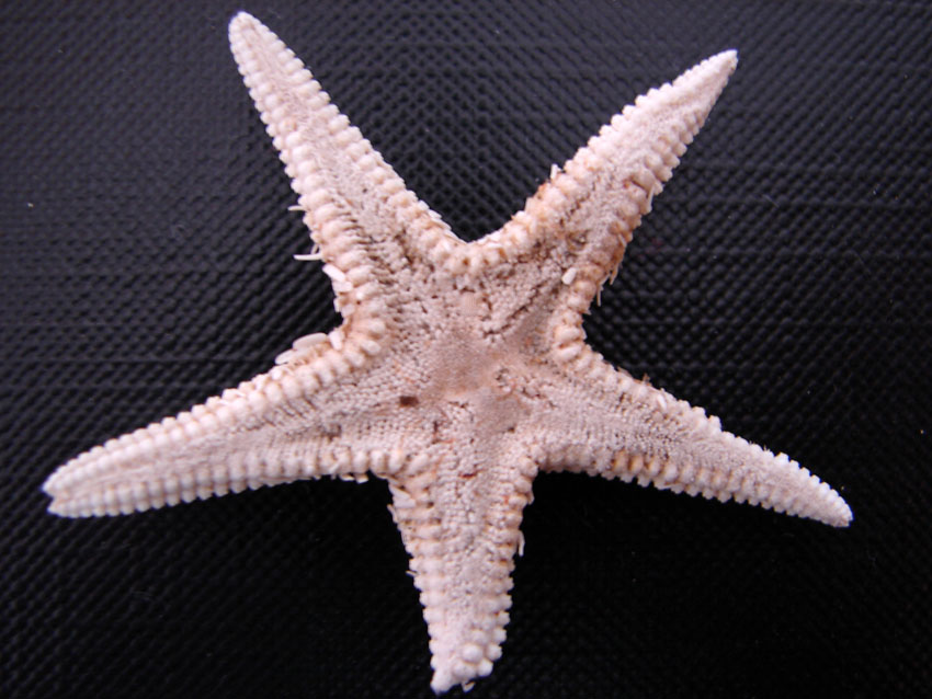 Echinodermi vari spiaggiati