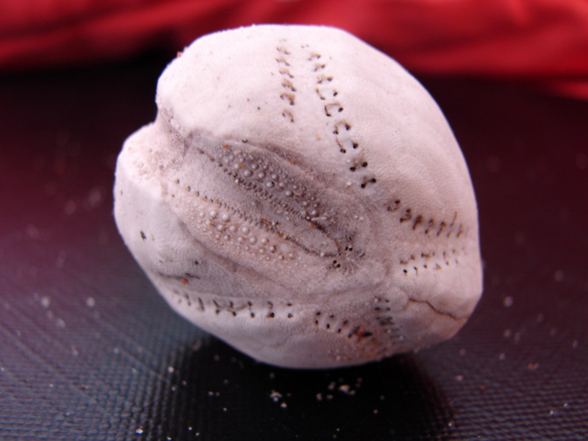 Echinodermi vari spiaggiati