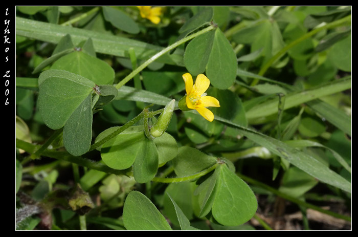 Oxalis stricta