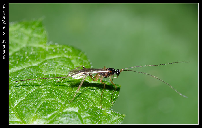 Ichneumonidae e Gasteruptiidae (differenze)