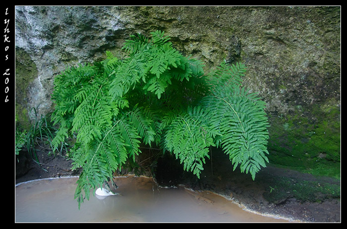 Osmunda regalis / Felce florida