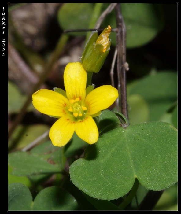 Oxalis stricta