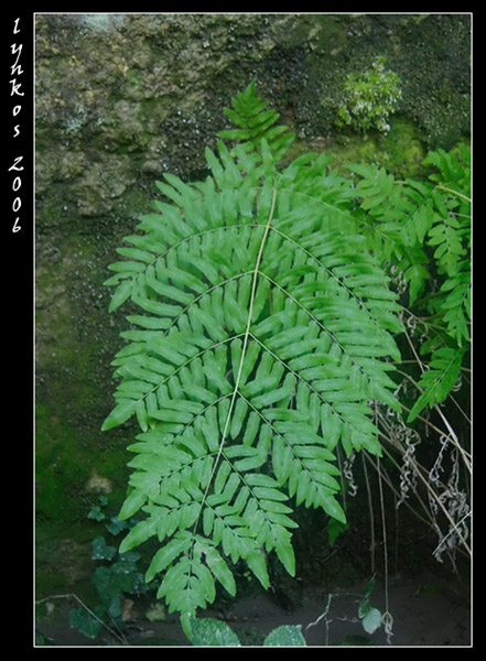 Osmunda regalis / Felce florida