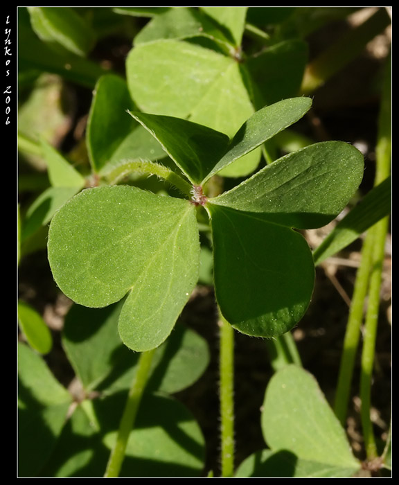 Oxalis stricta