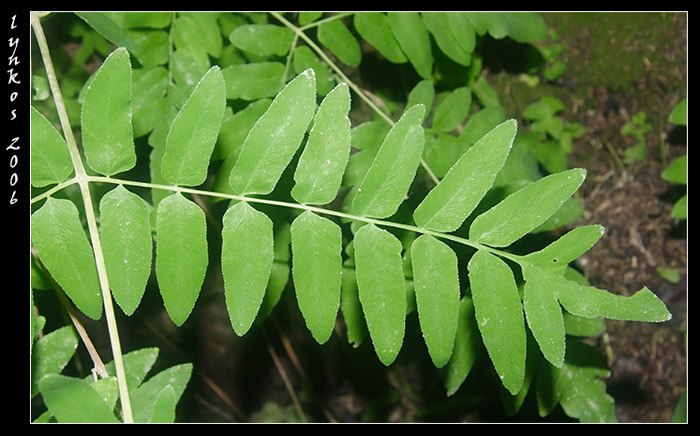 Osmunda regalis / Felce florida