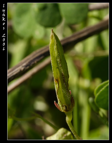 Oxalis stricta