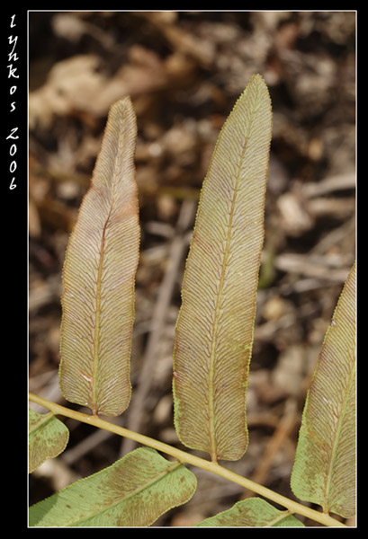 Osmunda regalis / Felce florida