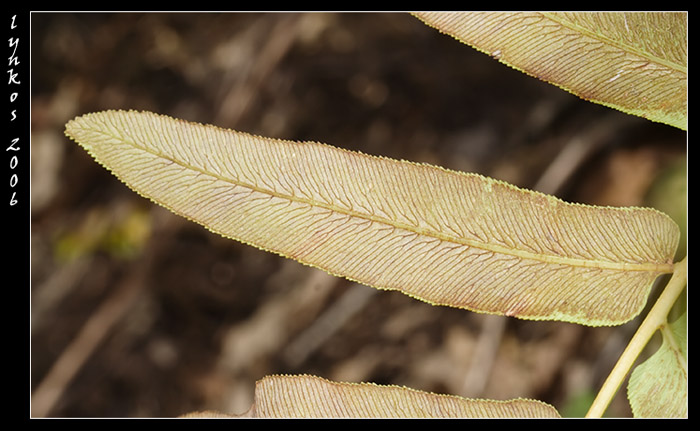 Osmunda regalis / Felce florida