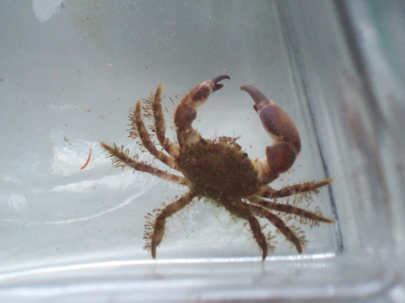 Eriphia verrucosa