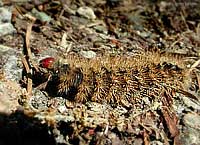 bruco: Amata phegea - Erebidae Arctiinae...... dal Trentino