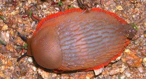 Arion sp. da  Ouessant