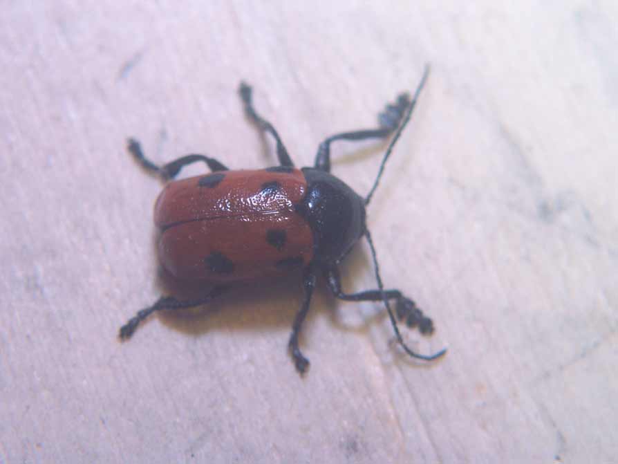 Coleotteri