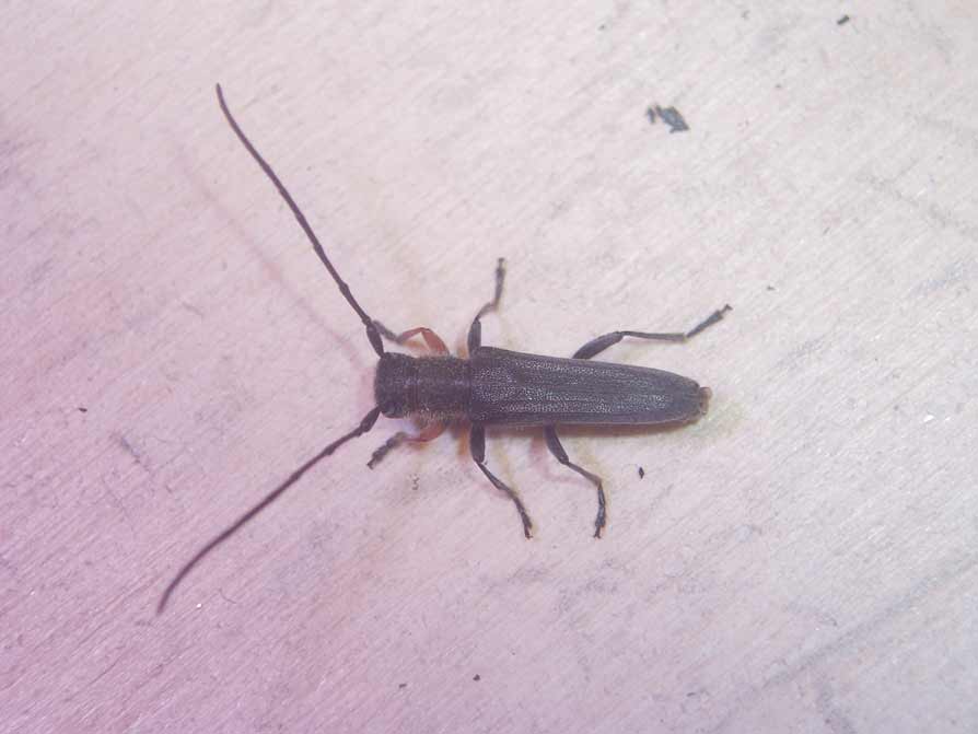 Coleotteri