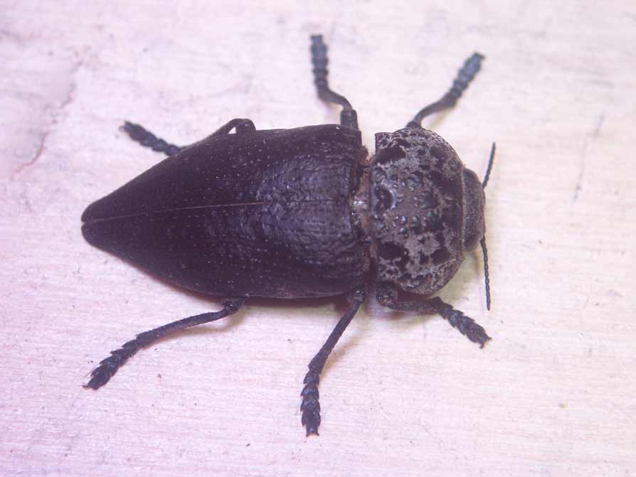 Coleotteri