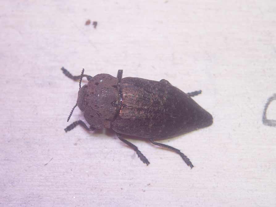 Coleotteri