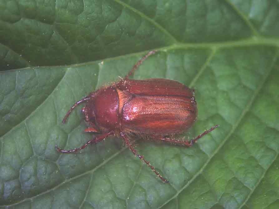 Holochelus (Miltotrogus) fraxinicola