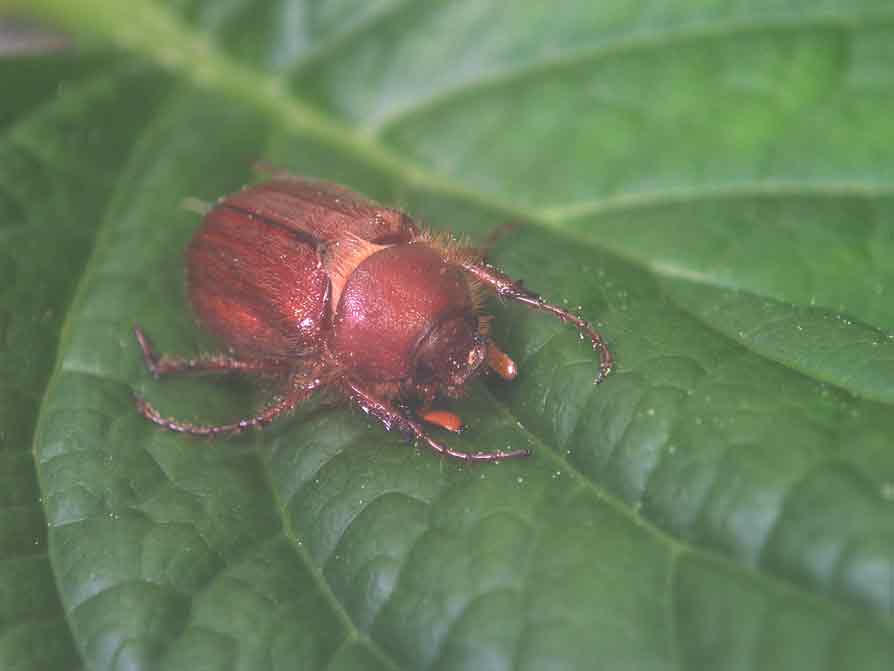 Holochelus (Miltotrogus) fraxinicola