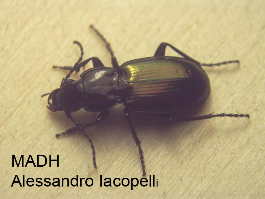 Pterostichus (Oreophilus) bicolor amorei  (Carabidae)