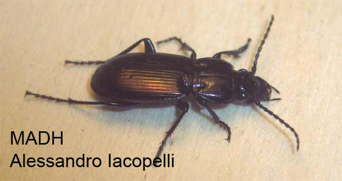 Pterostichus (Oreophilus) bicolor amorei  (Carabidae)