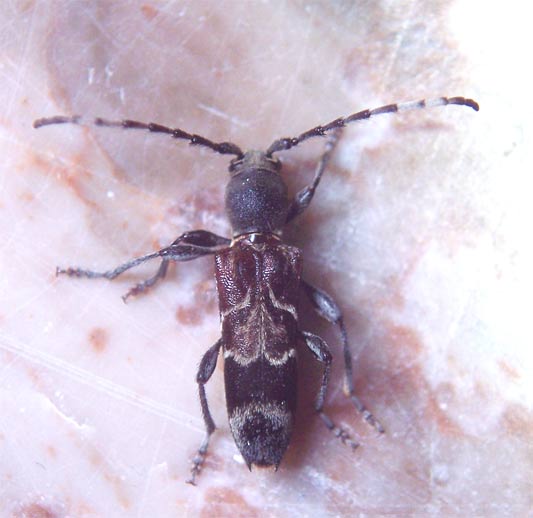 Anaglyptus gibbosus nel Lazio (Col., Cerambycidae)