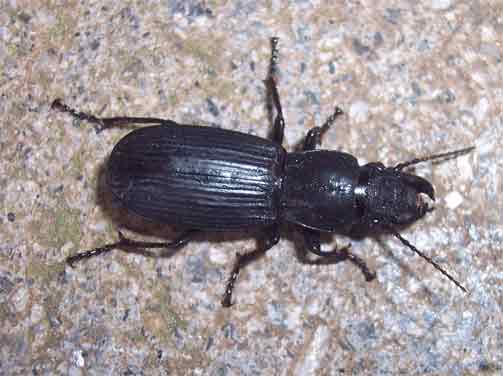 Percus passerinii (Coleoptera, Carabidae)