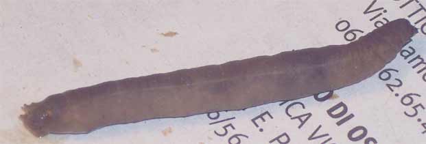 Larva di Tipulidae