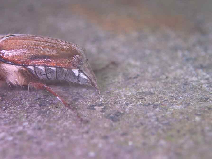 Melolontha hippocastani