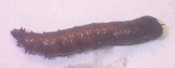Larva di Tipulidae