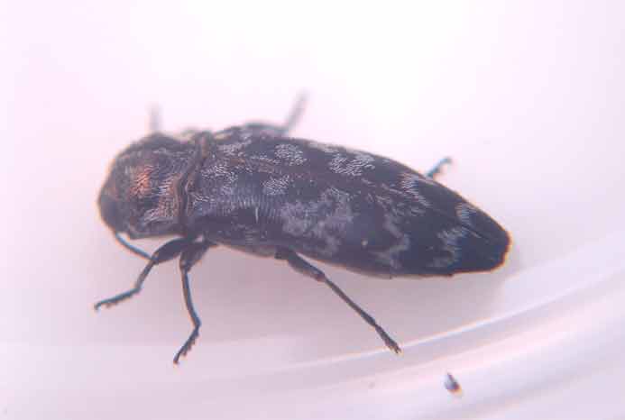 Coroebus rubi