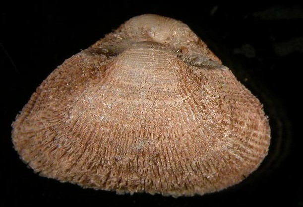 Zirfaea crispata e Striarca lactea