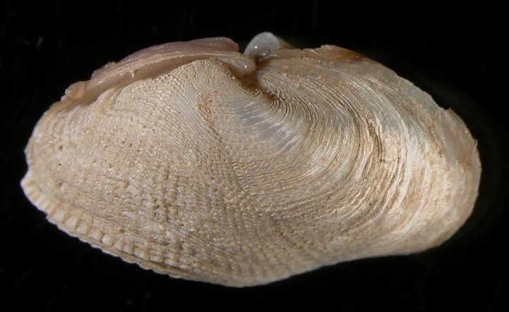 Zirfaea crispata e Striarca lactea